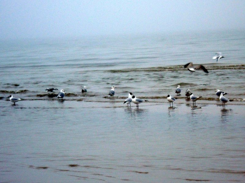 Чайки в Юрмале на Балтийском море