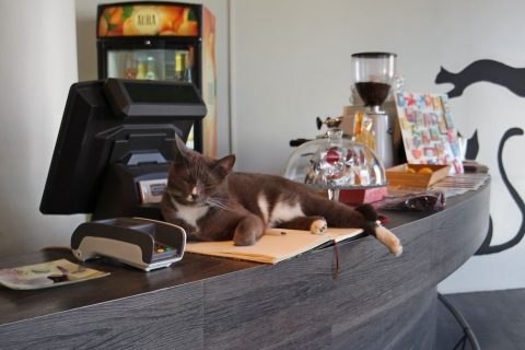 Котокафе в Таллине - Cat Cafe Nurri