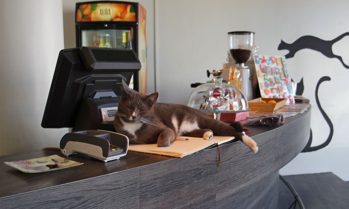 Котокафе в Таллине — Cat Cafe Nurri