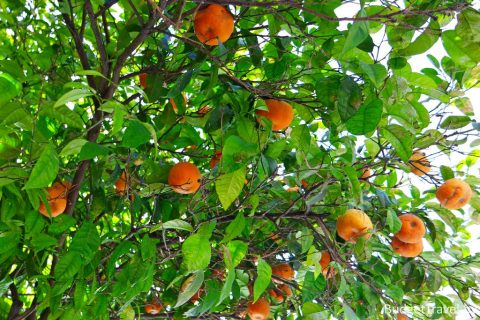 Апельсиновое дерево - Сардиния