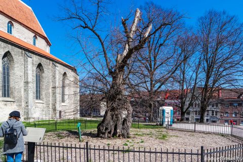 Старейшее дерево Таллина