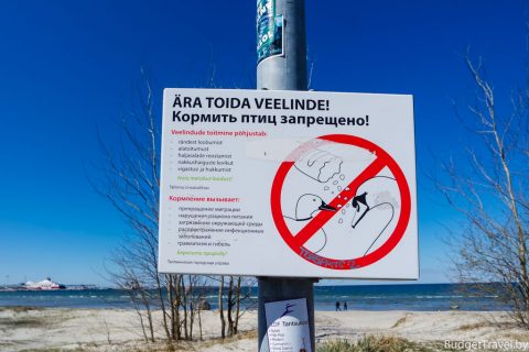 Запрет кормить птиц на пляже - Таллин
