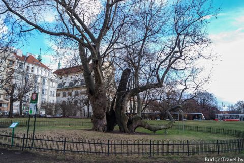 Старое дерево - Карлова площадь