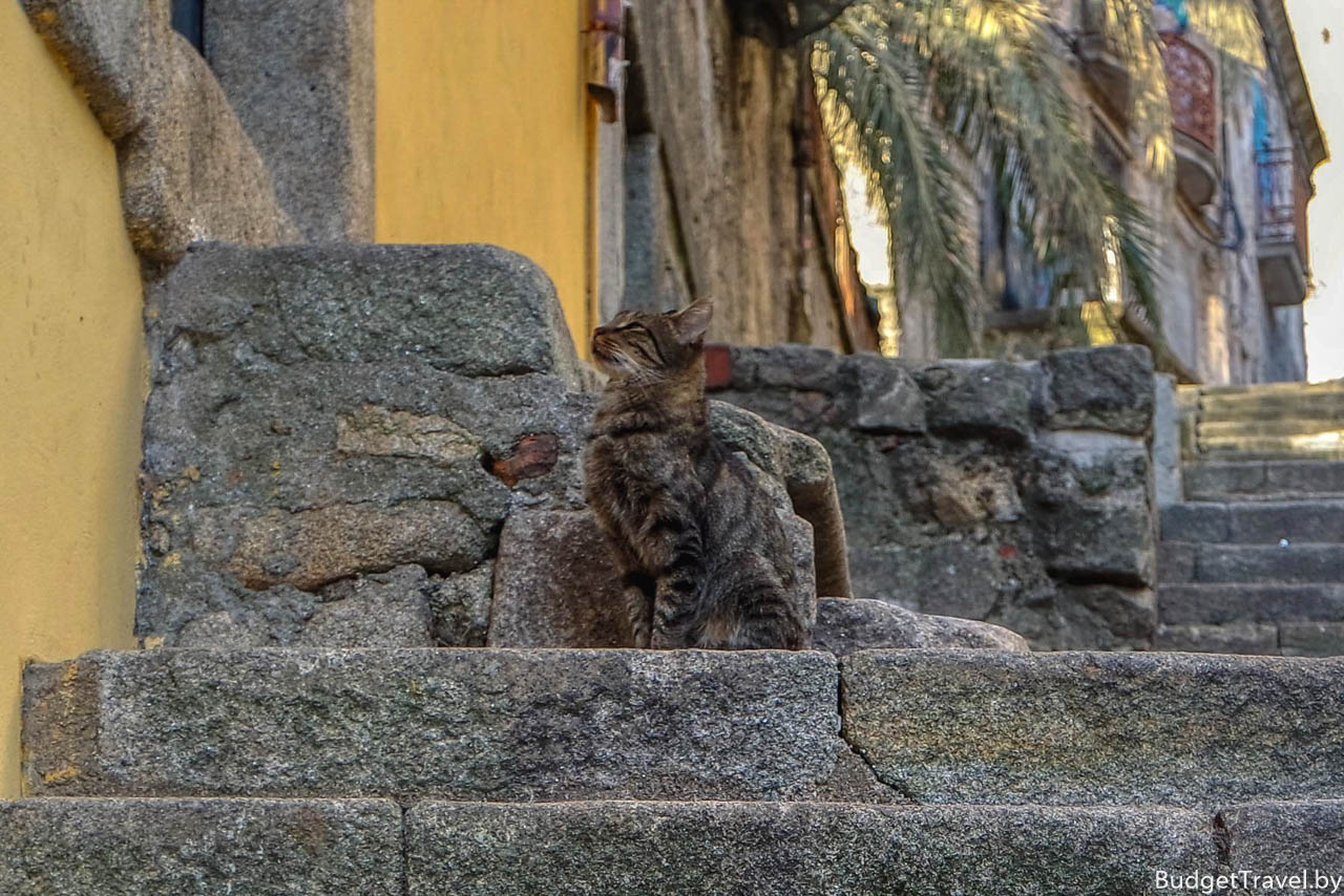 Кот в Порту