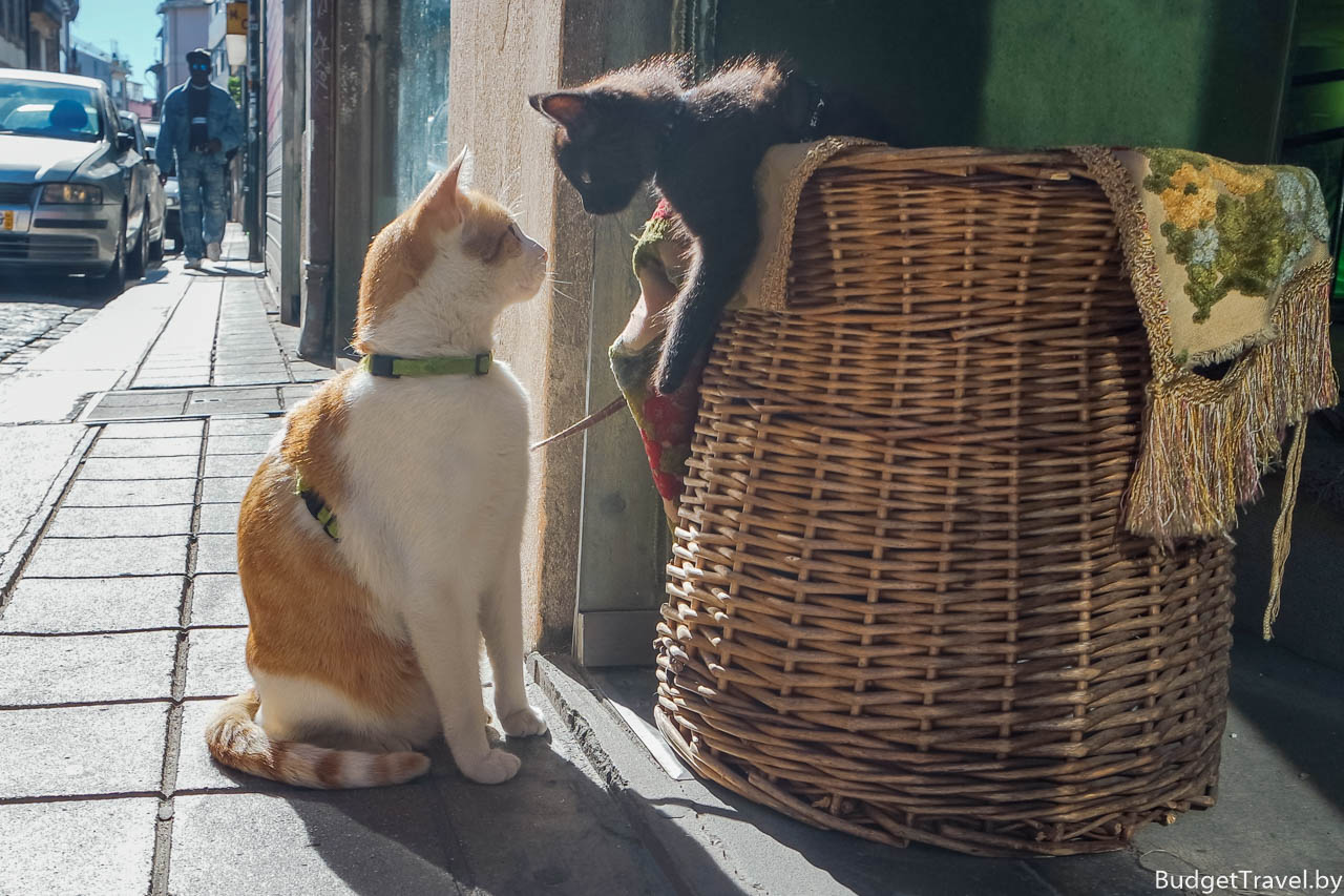 Котики в Порту