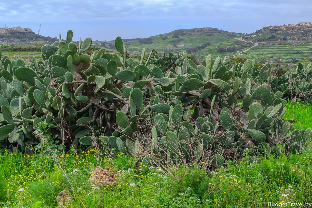 Кактусы-сорняки на острове Гозо