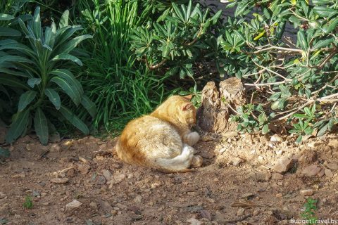 Кот в Сент-Джулианс, Мальта