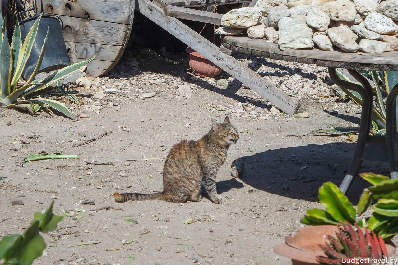 Кот в утиной деревне на острове Маноэль