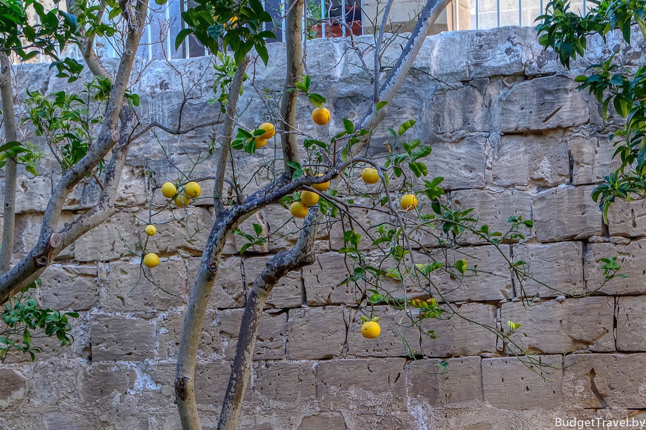 Лимонное дерево на Мальте