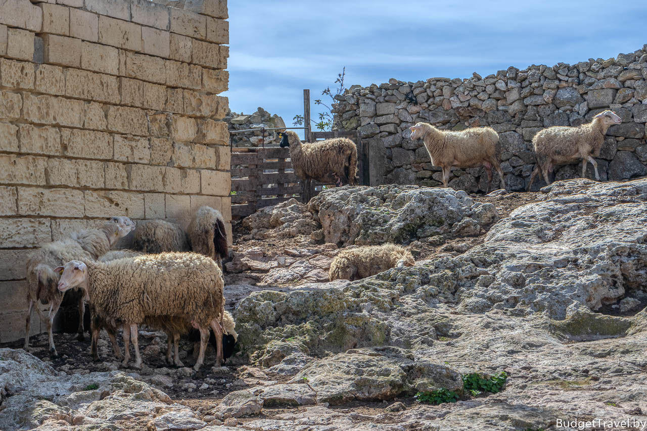 Овцы на Мальте