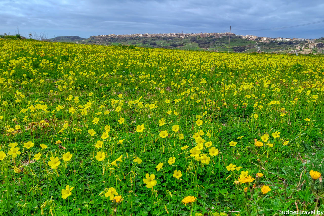Поле с цветами в Марте, Гозо, Мальта