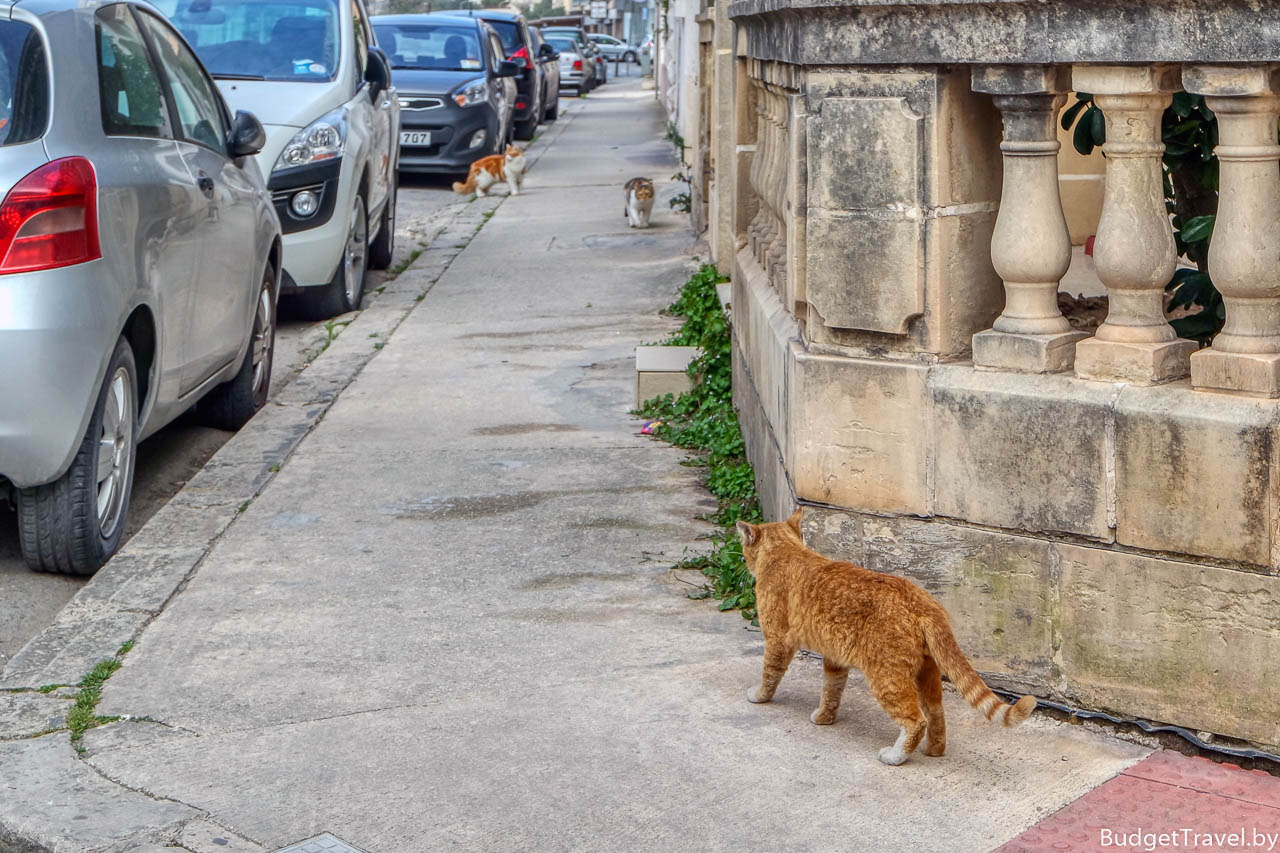 Разборки котов на Мальте