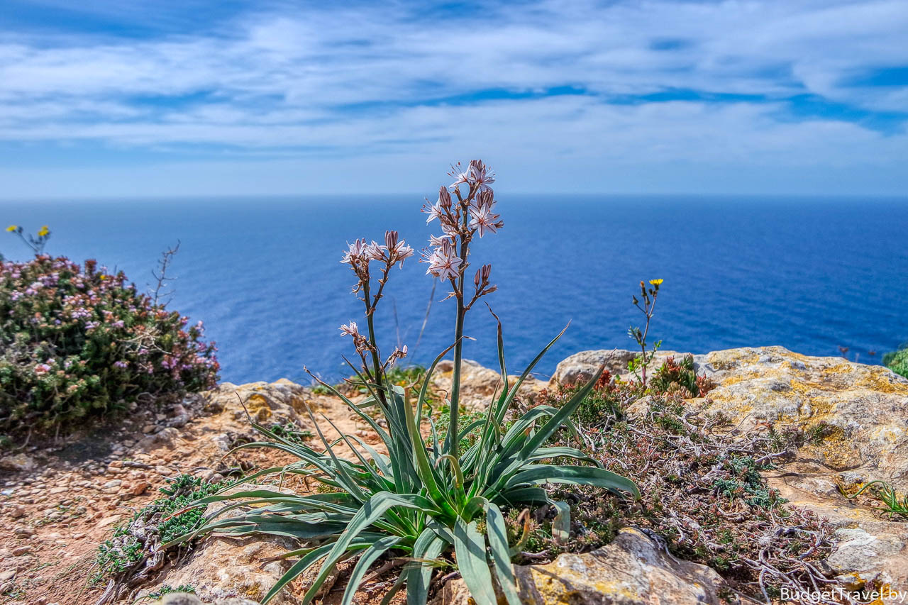 Цветы на краю утёса Дингли, Мальта