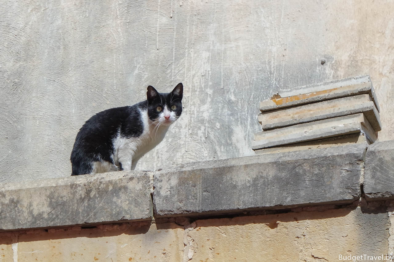 Удивленный кот в городе Рабат, Мальта