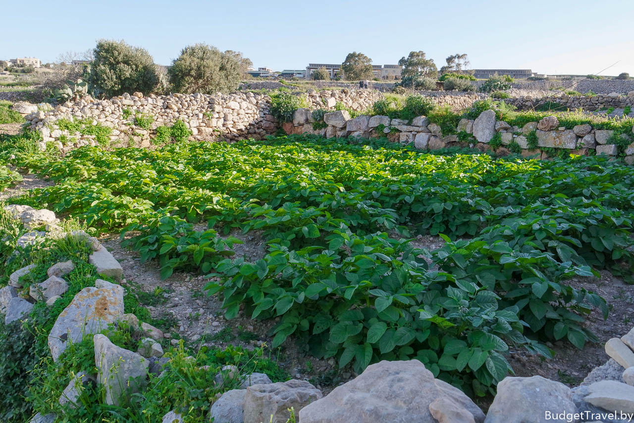 Мальтийский огород на острове Гозо