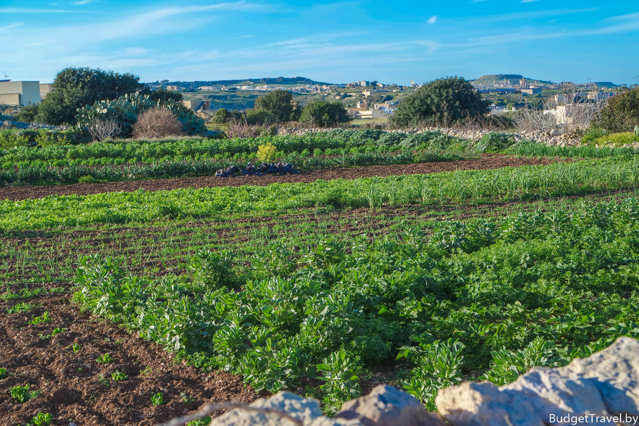 Мальтийский огород возле Munxar, Гозо