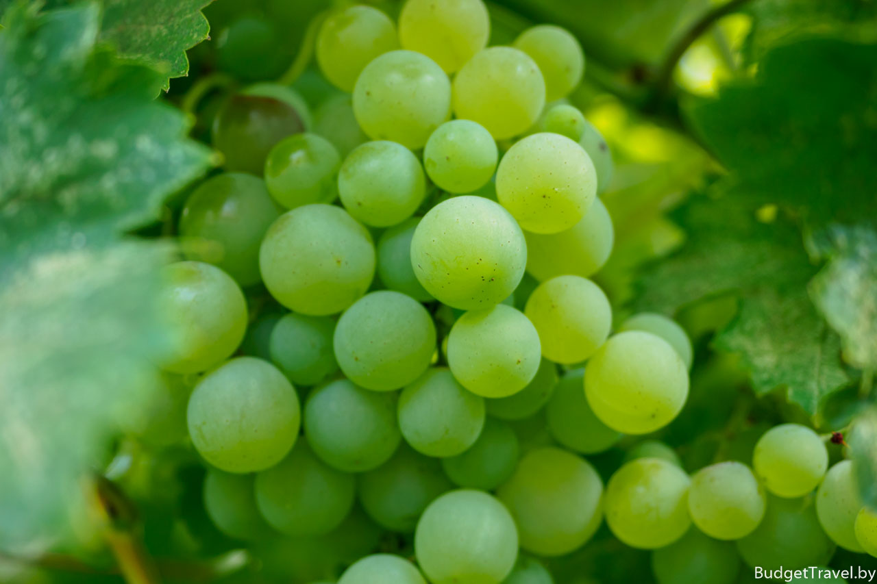 Зелёный виноград в Тирасполе