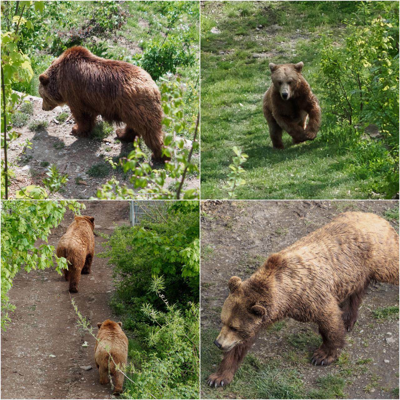 Медведи в Берне