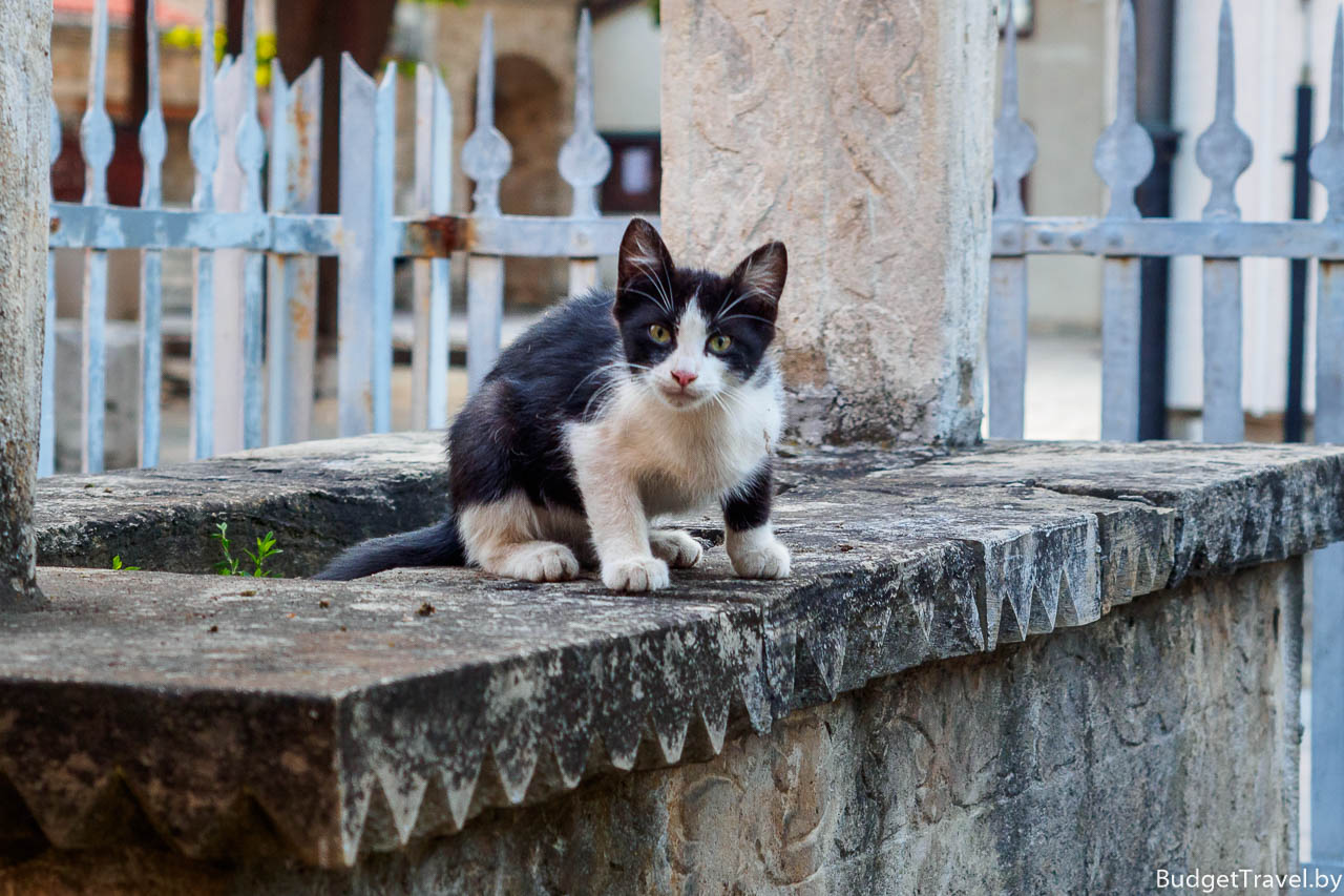 Котёнок в Сараево