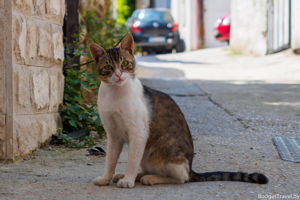 Удивлённый кот в Боснии