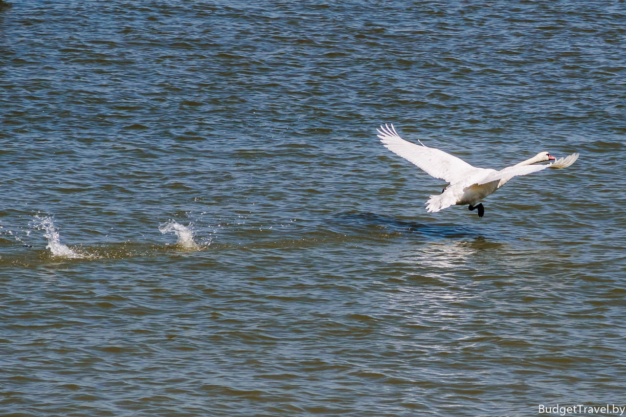 Лебедь на реке Дунай